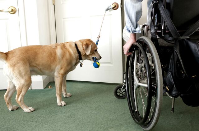 A dog is standing next to a person in a wheelchair.